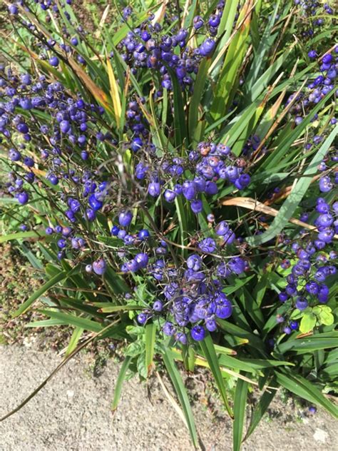 DIANELLA TASMANICA - Cotswold Garden Flowers