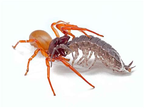 Woodlouse Spider Control Services in Utah. Thorn