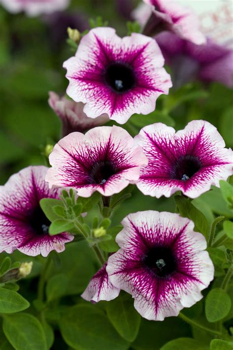 How to Plant and Grow Petunia