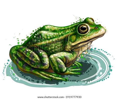 Frog Color Graphic Vector Portrait Frog Stock Vector (Royalty Free) 1919777930 | Shutterstock