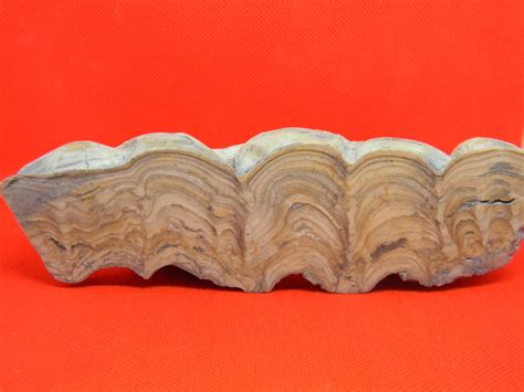 Fossil Specimen: Stromatolites | Jurassic James