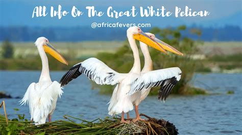 The Great White Pelican- Insights On The Wingspan And More - Sharing My Fever For Africa