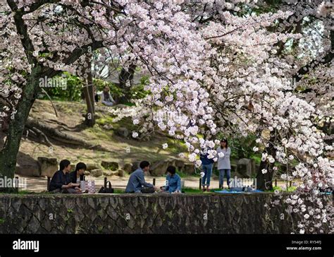 Japan, Honshu island, Kansai, Osaka, cherry blossoms Stock Photo - Alamy