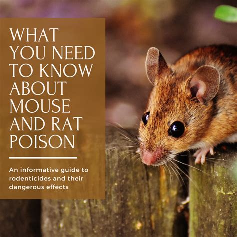 Rat And Mouse Poison Discount Shopping, Save 58% | jlcatj.gob.mx