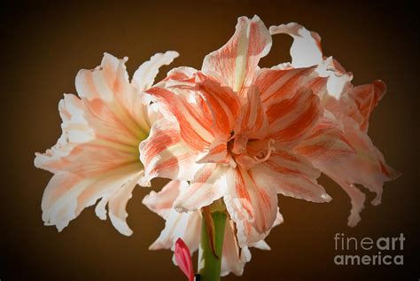 Candy Cane Amaryllis Photograph by Leaetta Mitchell - Fine Art America