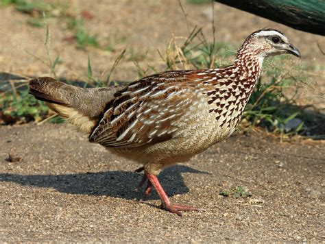 Crested Francolin (Ortygornis sephaena) :: BirdWeather