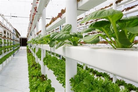 Top 7 Vertical Farming Companies in the World | Earth.Org