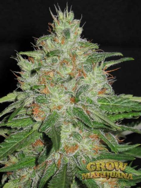 AK48 Seeds - Strain Review | Grow-Marijuana.com