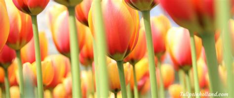 When are the tulips in bloom in 2017? - Tulips in Holland