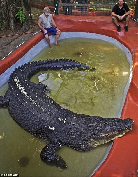 Queensland locals fear 9 METRE ‘dinosaur sized’ crocodile lurks in a nearby creek | Daily Mail ...