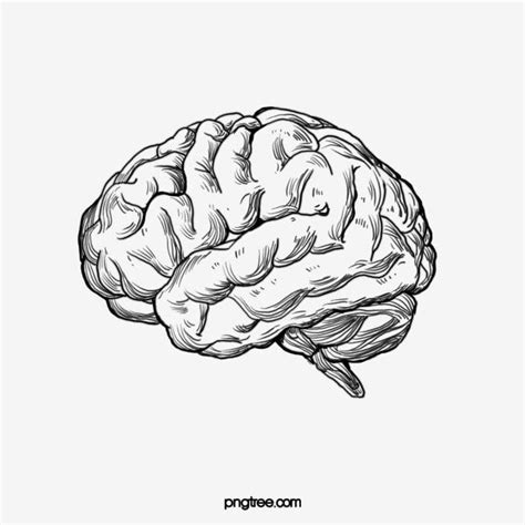 Sketch El Cerebro Humano Gráfico vectorial y imagen PNG | Cerebro ilustracion, Cerebro para ...