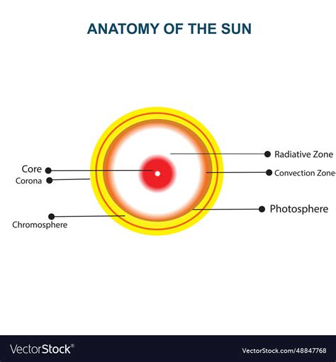 Diagram of sun Royalty Free Vector Image - VectorStock