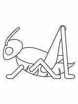 Cricket Insect coloring Pages sketch template