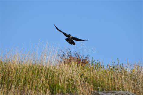 Hooded Crow Landing on a Meadow Stock Photo - Image of crow, country ...