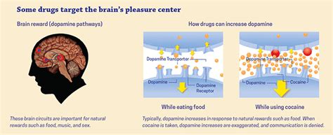 Drugs, Brains, and Behavior: The Science of Addiction: Drugs and the Brain | NIDA