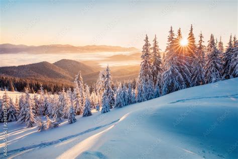 Impressive winter morning in Carpathian mountains with snow covered fir trees. Colorful outdoor ...