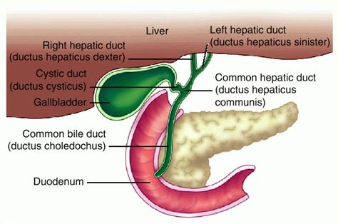 Full Size Picture ductus hepaticus-communis.jpg