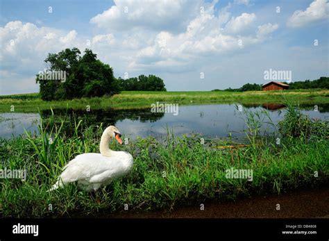 Male Mute Swan on marshland habitat Stock Photo - Alamy