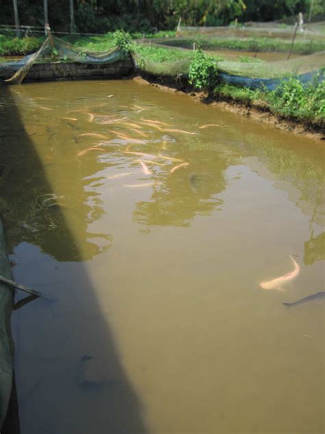 Views of Ornamental fish farming in India | Fish farming, Catfish pond ...