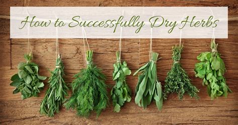 How to Dry Herbs: 3 Things You Need to Consider