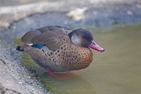 Brazilian Teal - Elmwood Park Zoo