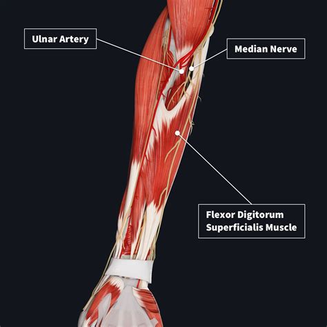 Muscle compartments of the forearm | Complete Anatomy