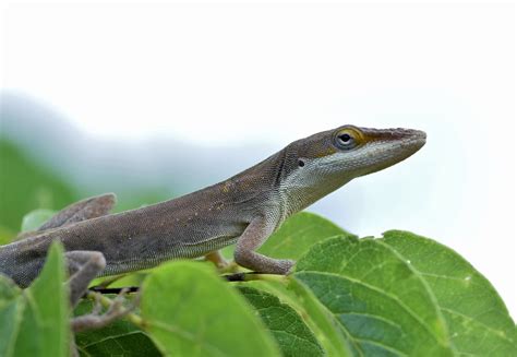 Brown Anole Reptile Anole Lizard Brown Lizard-20 Inch By 30 Inch ...