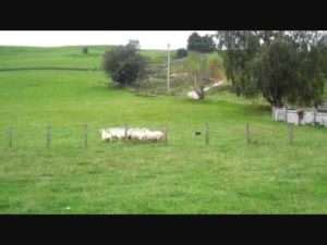 Sheep Dog Trials, Farming for Beginners | The Travel Tart Blog