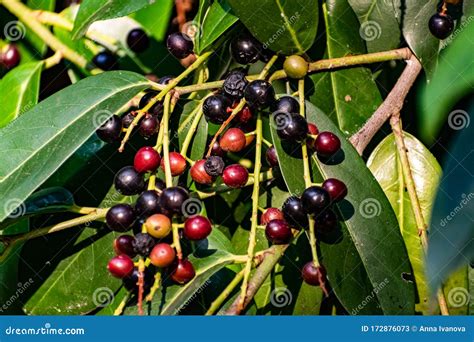 Black and Red Berries on the Tree, Like a Large Shrub with Fruits Stock ...