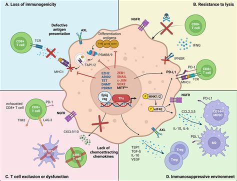 Frontiers | Cancer Cell Phenotype Plasticity as a Driver of Immune ...