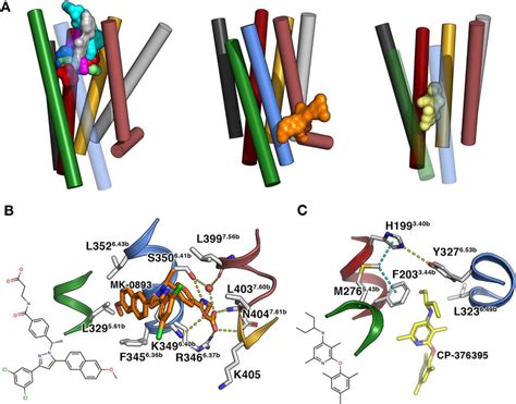 Ligands co-crystalized with GPCRs. A) Comparison of binding positions... | Download Scientific ...