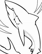 Free Printable Shark Coloring Pages For Kids sketch template