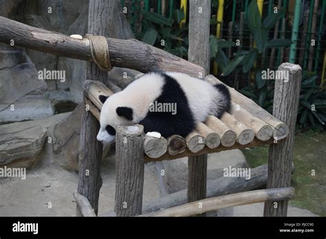 giant panda sleeping Stock Photo - Alamy