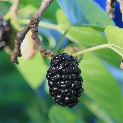 Black Mulberry in 2 Gallon Pot – Fraser Valley Rose Farm