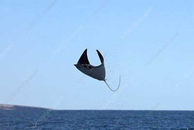 Mobula ray - Stock Image - C003/7037 - Science Photo Library