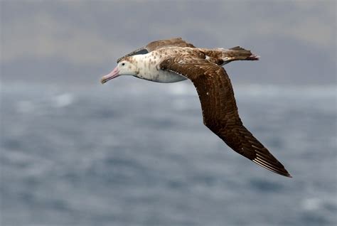 7. Amsterdam Albatross (Diomedea amsterdamensis) | breeds only on Amsterdam Island in the ...