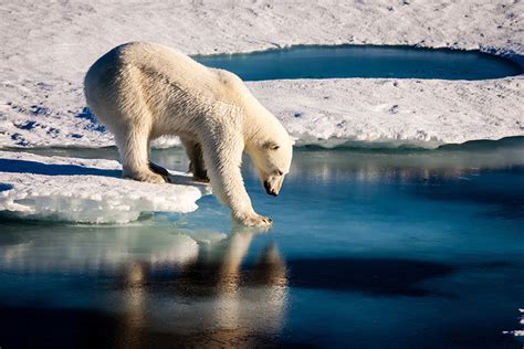 Polar bears across the Arctic face shorter sea ice season – Climate ...