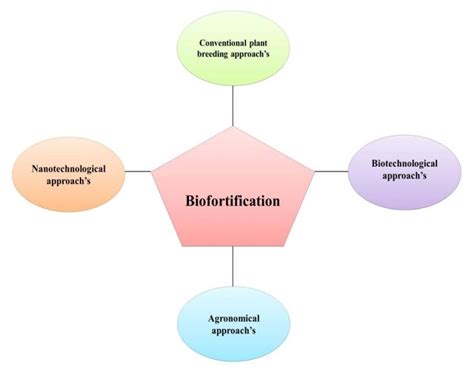 Diagrammatic representation of the biofortification developments... | Download Scientific Diagram