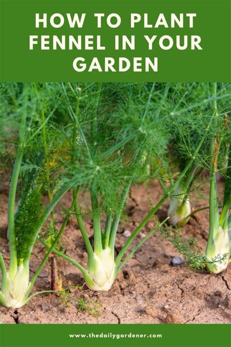 How to Plant Fennel in Your Garden (Tricks to Care!)