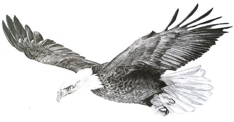 'Eagle in Flight' Drawing by Sue Miles - Pixels