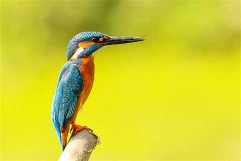 River Kingfisher HD wallpaper | Wallpaper Flare