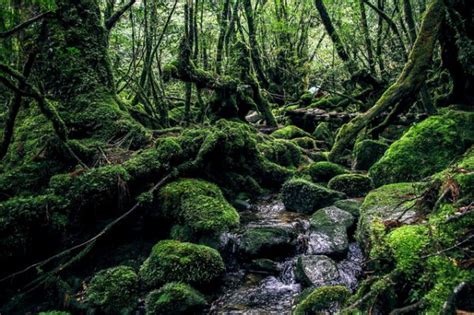 Best Yakushima Hiking Trails | Japan Wonder Travel Blog