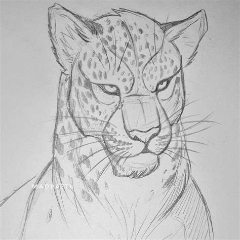 Pin by 𐀼 𝔊𝔦𝔤𝔦 𐁑 on reference | Animal drawings sketches, Cat sketch ...