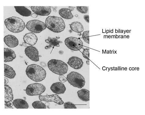 Peroxisome - free-radical scavengers - definition, structure, function, and biology