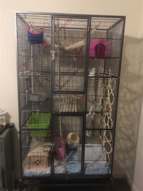 Popamazing rat cage set up, we're adding more to the cage daily so its ...