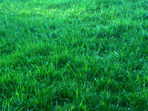 Green Grass Background Free Stock Photo - Public Domain Pictures