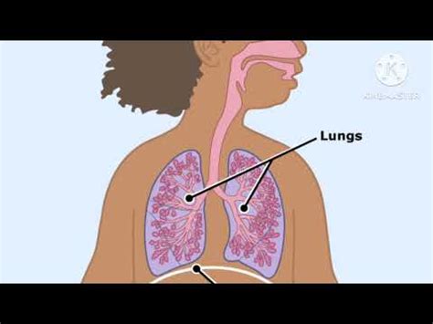 Terbutaline | Terbutaline mechanism of action | Terbutaline side ...