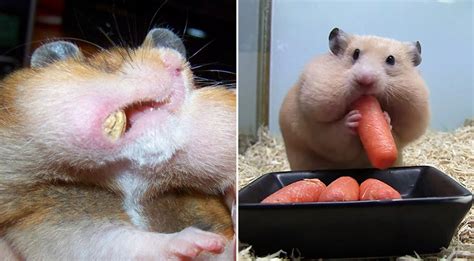 Hamsters Caught Stuffing Their Big, Fat Faces