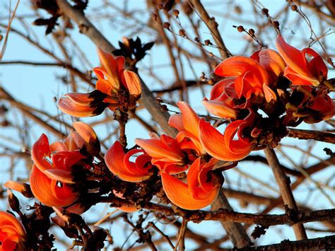 Flowers of Bangladesh: Polash (flower of Bangladesh)