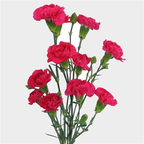 Hot Pink Mini Carnation Flower - Wholesale - Blooms By The Box